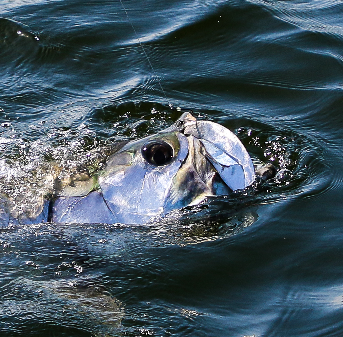 Everglades Tarpon Fishing