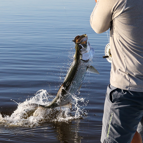 Fly fishing for tarpon in the Everglades with Captain Mark Bennett