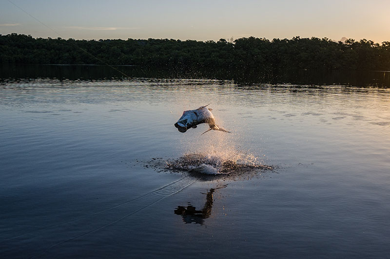 fly fishing for tarpon