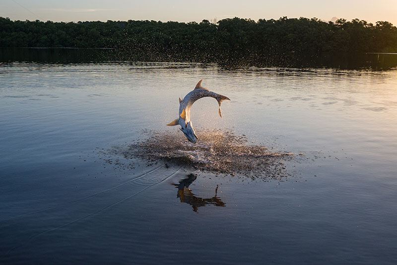 Fly fishing for tarpon in the Everglades with Captain Mark Bennett