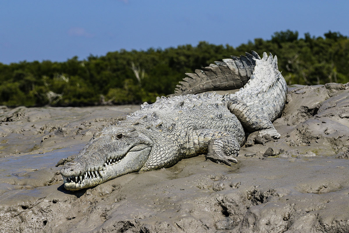 saltwater crocodile 